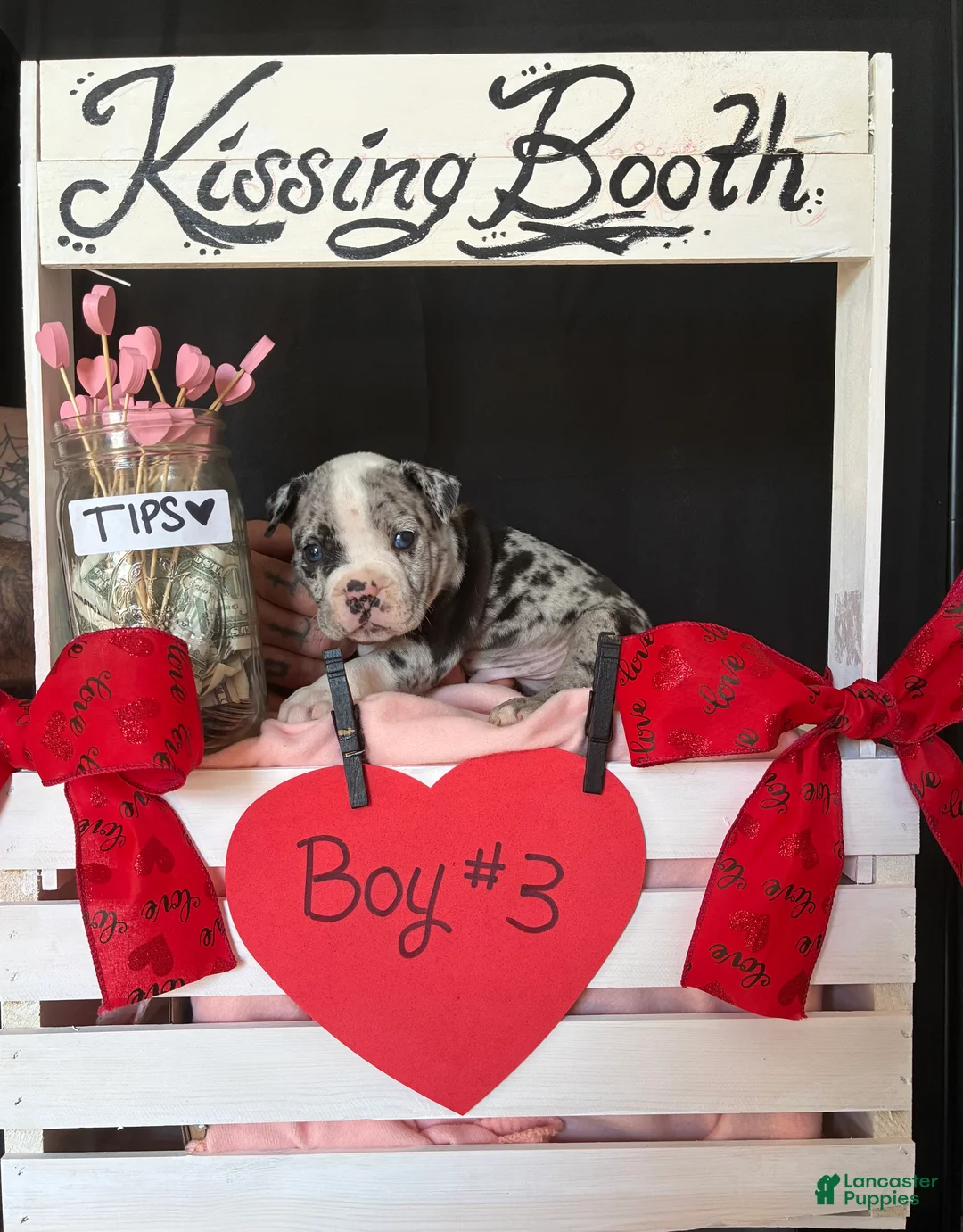 Olde English Bulldogge dogs for sale: Olde English Bulldogge Puppy 3 - Ad 8