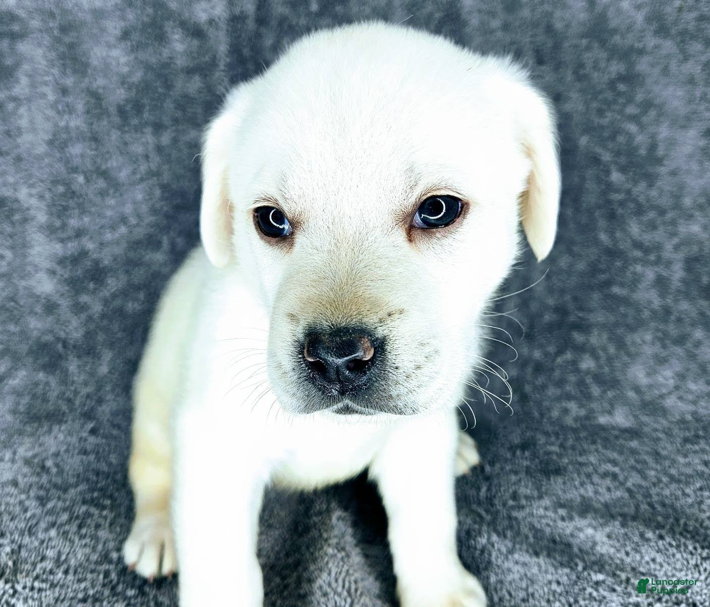 Labrador Retriever dogs Mags - Ad 2