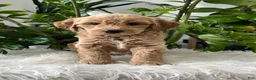 Mini Goldendoodle dogs for sale: Cedric  - Ad 1