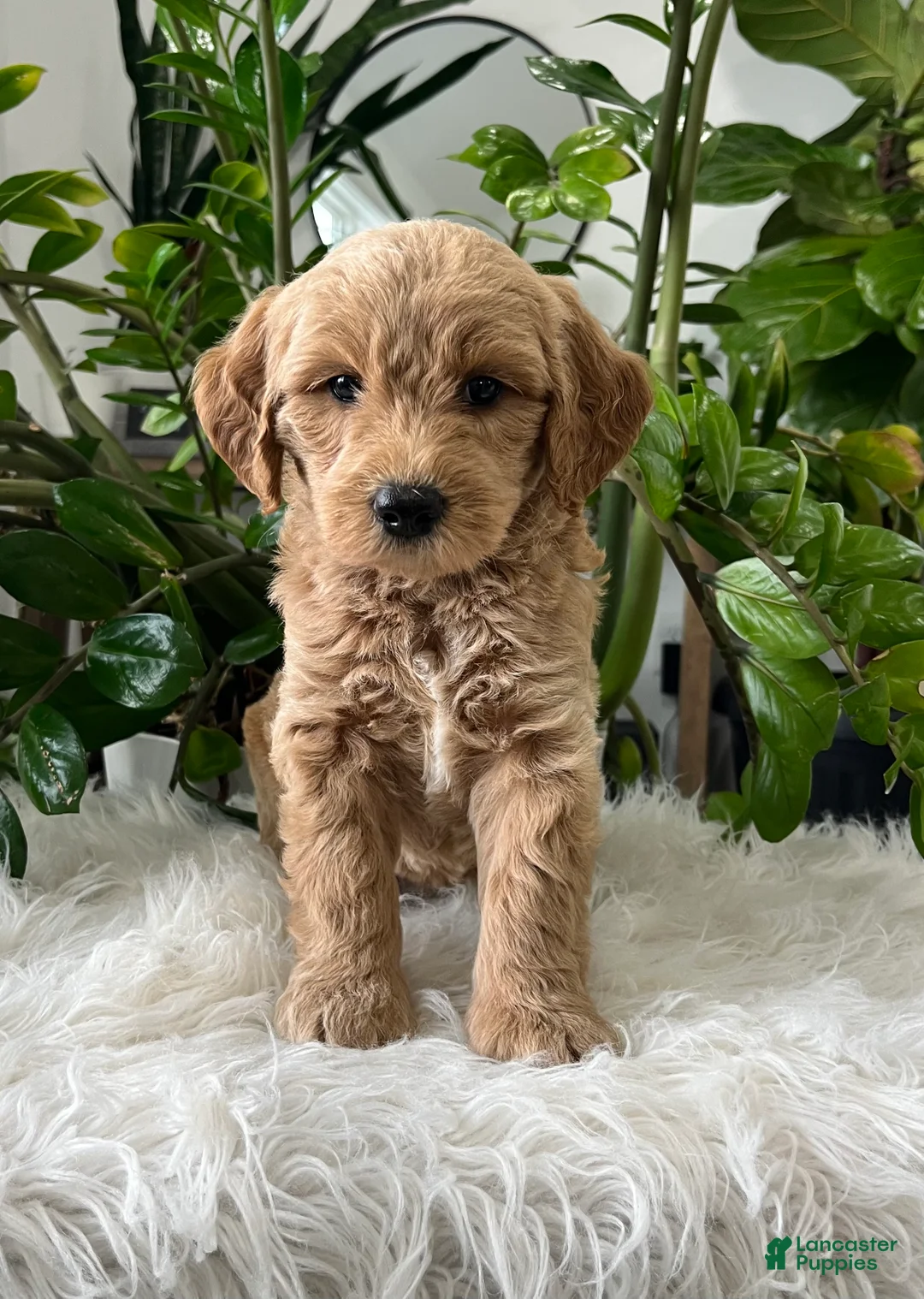 Mini Goldendoodle dogs for sale: Cedric  - Ad 1