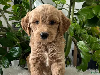 Mini Goldendoodle dogs for sale: Cedric - Ad 1