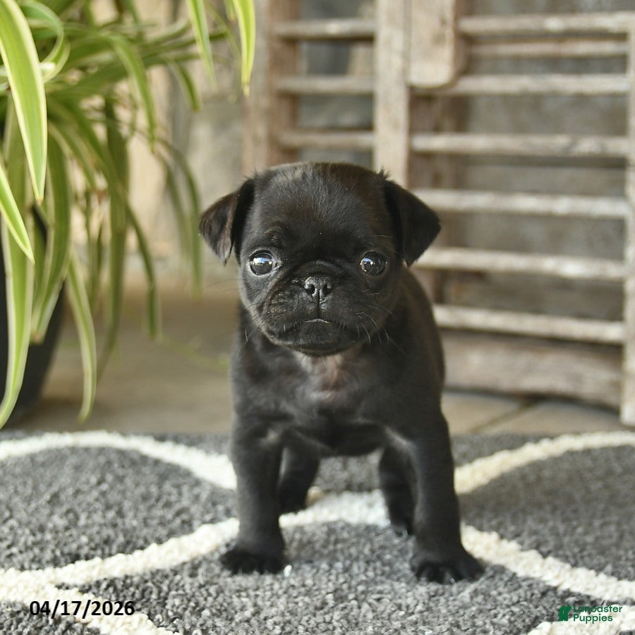 Pug dogs Teddy  - Ad 2