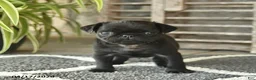 Pug dogs for sale: Teddy  - Ad 2