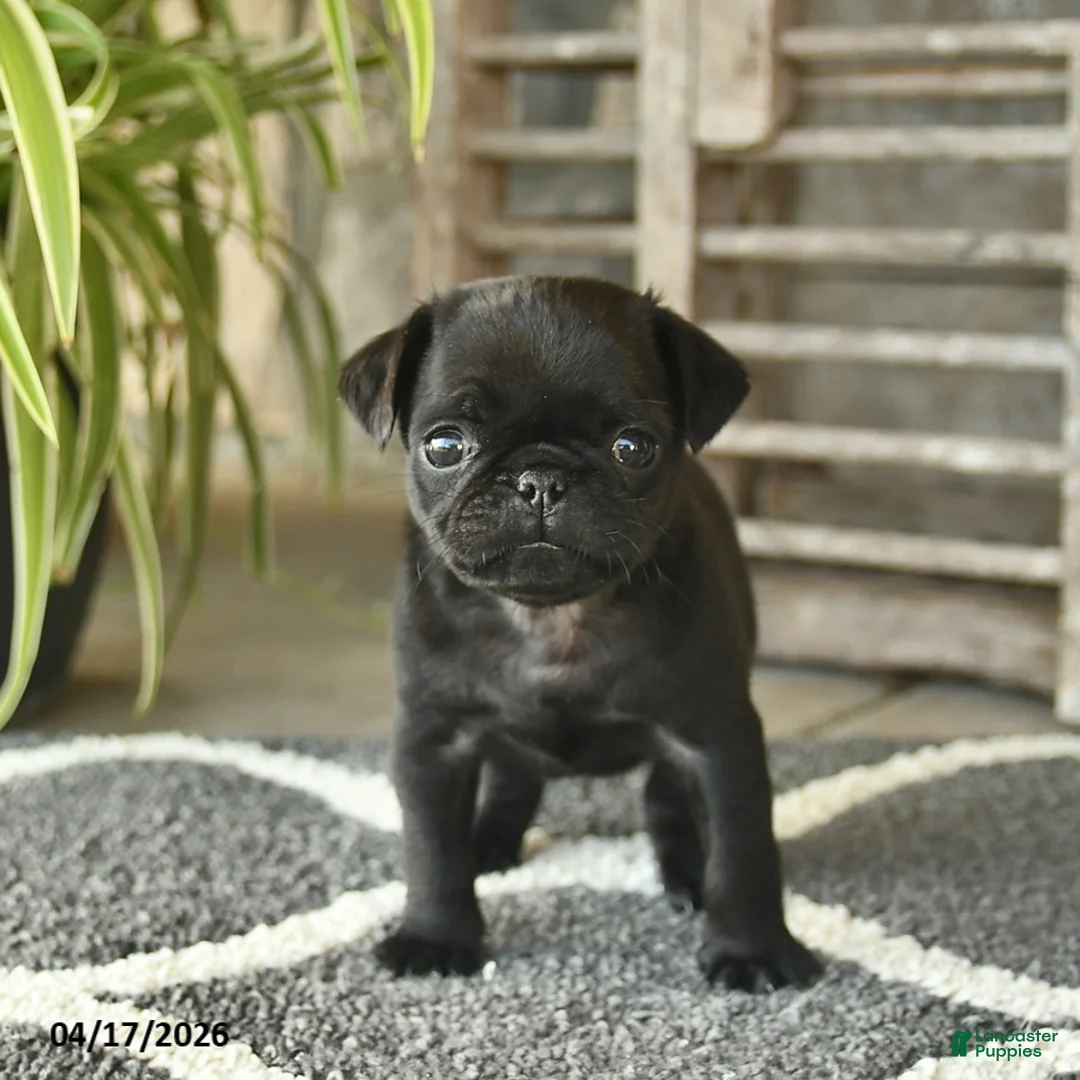 Pug dogs for sale: Teddy  - Ad 2