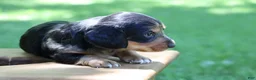 Miniature Dachshund dogs for sale: Mini Dachshund: Sam - Ad 7