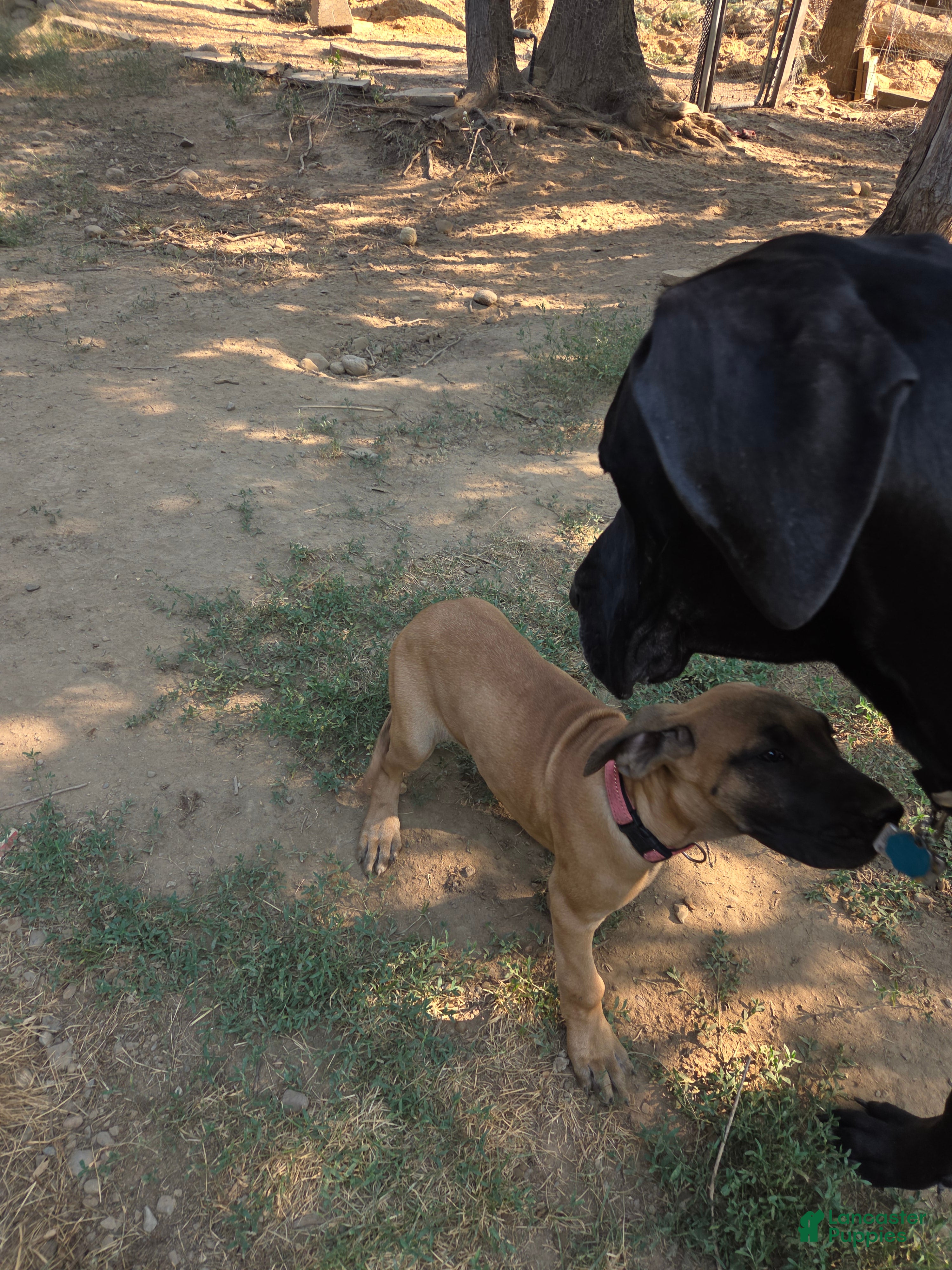 Great Dane dogs Great Dane 3 Pink collar - Ad 2