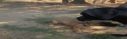 Great Dane dogs for sale: Great Dane 3 Pink collar - Ad 2
