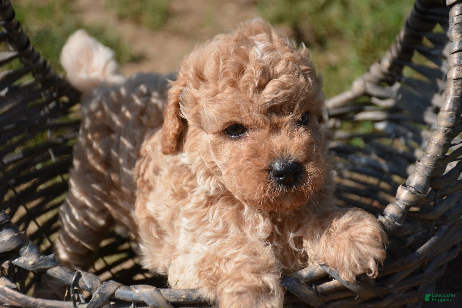 Cavapoo dogs Collin Cavapoo 3 - Ad 3
