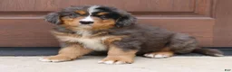 Bernedoodle dogs for sale: Chloe  - Ad 1