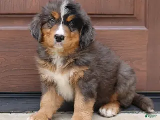 Bernedoodle dogs for sale: Chloe - Ad 4