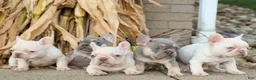 French Bulldog dogs for sale:  Rosa💖 - Ad 21
