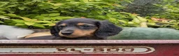 Miniature Dachshund dogs for sale: Autumn - Ad 3