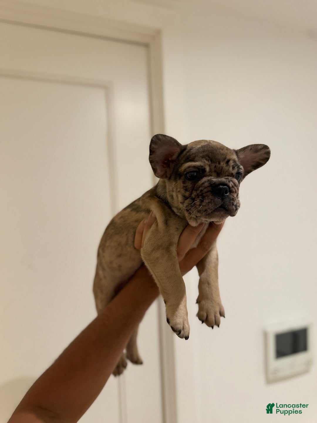 French Bulldog dogs for sale: French Bulldog Puppy 1 - Ad 5