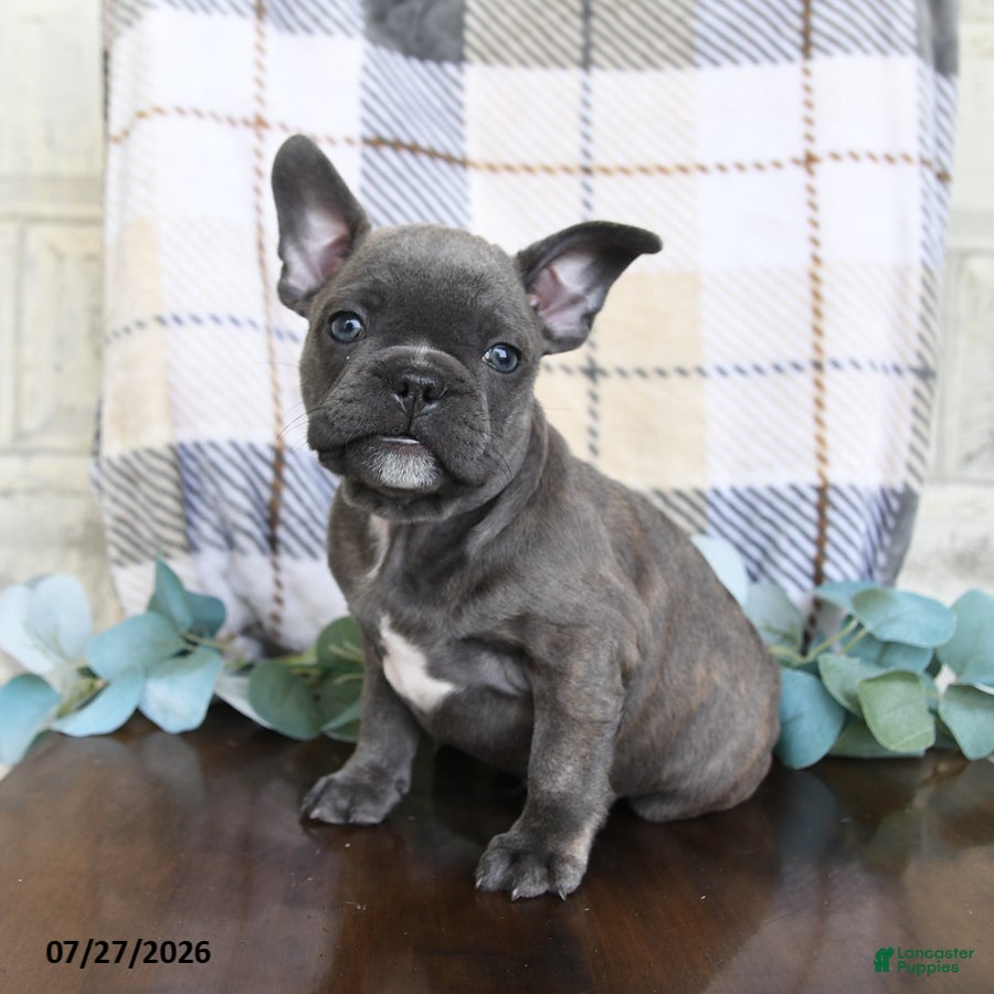 Frenchton dogs Joey - Ad 2