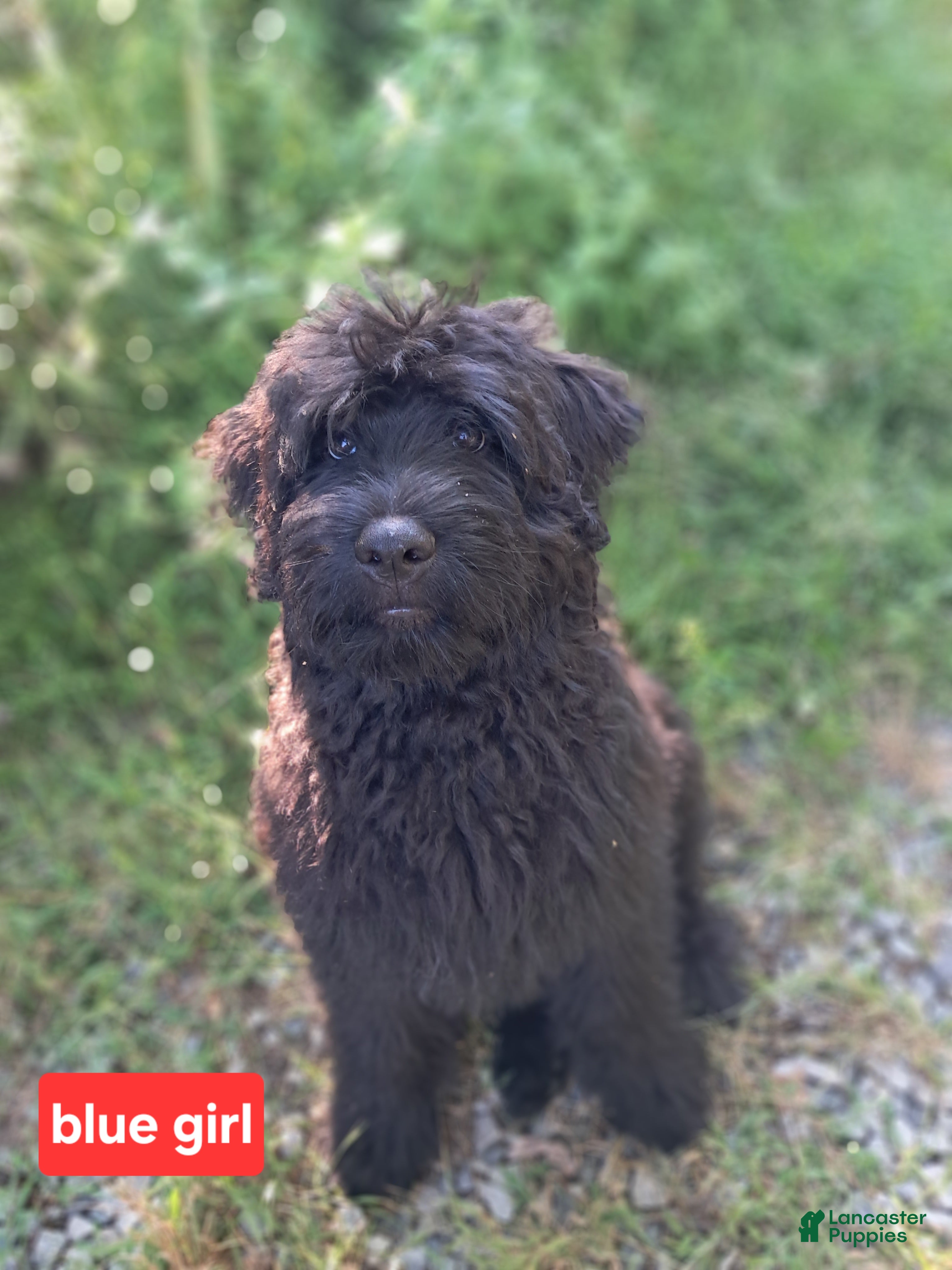 Bouvier Des Flandres dogs Bouvier Des Flandres 4 - Ad 1