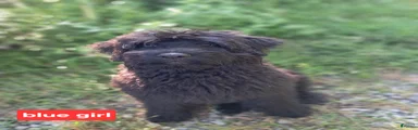 Bouvier Des Flandres 4