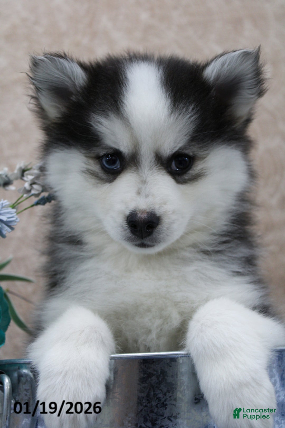 Pomsky dogs for sale: Cruz - Ad 5