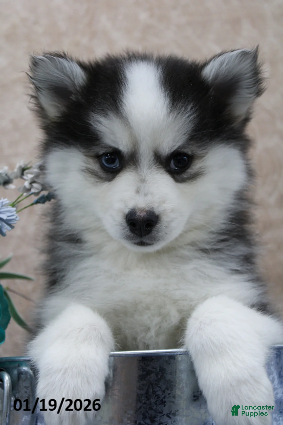 Pomsky dogs for sale: Cruz - Ad 5