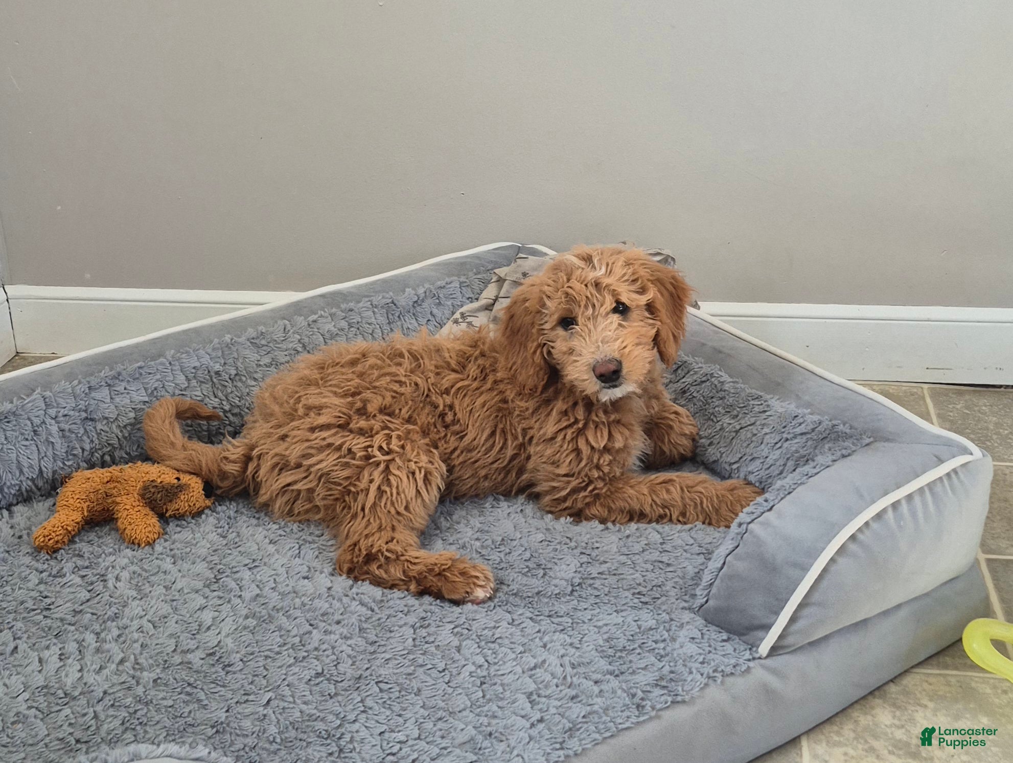 Goldendoodle dogs Lacey - Ad 1