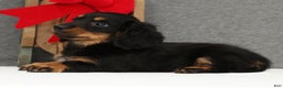 Miniature Dachshund dogs for sale: Gracie - Ad 3