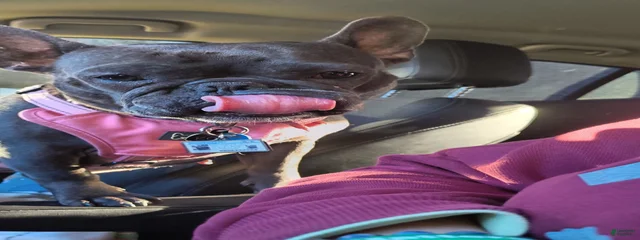 Roxie lou