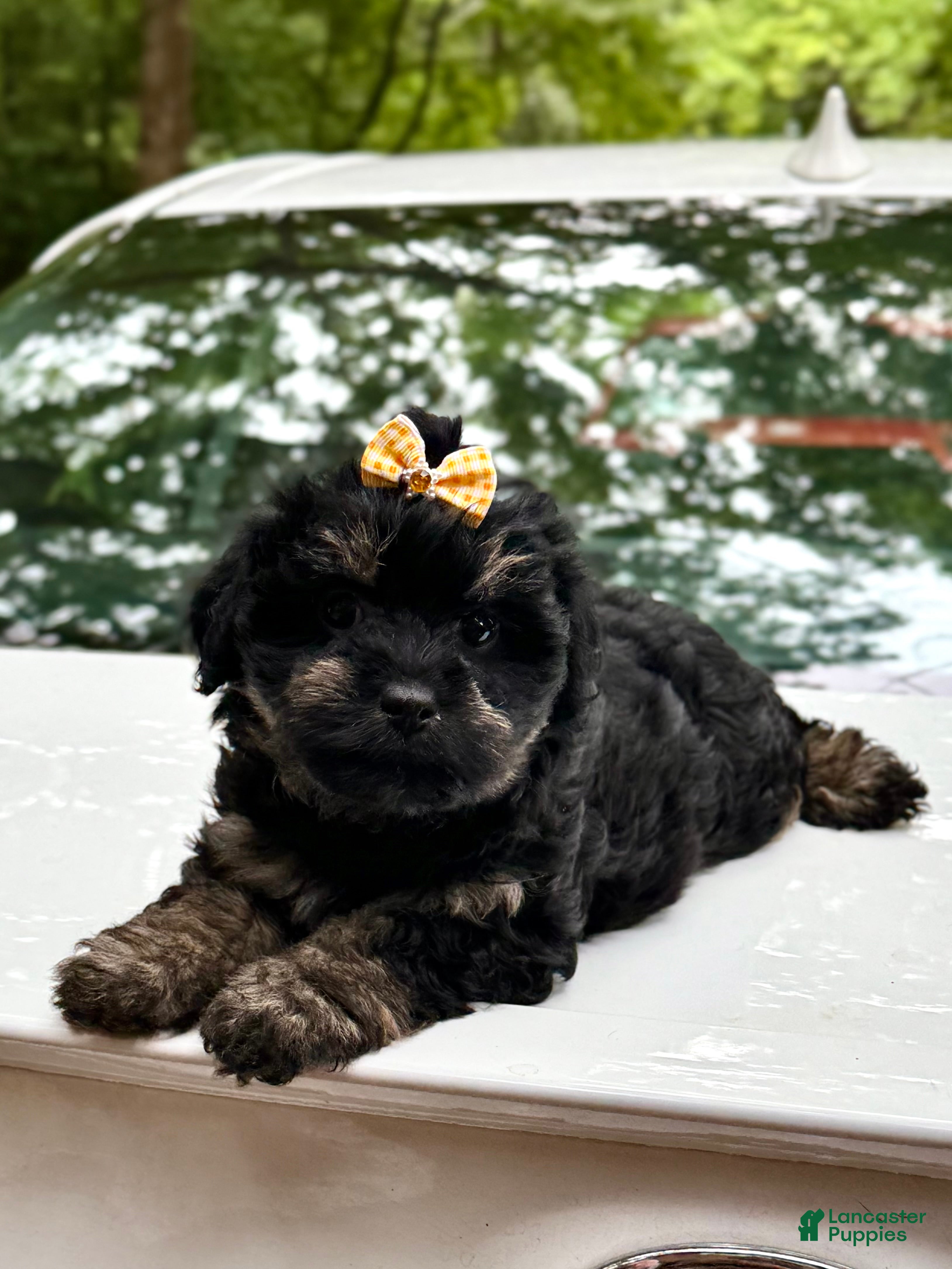 Mini Aussiedoodle dogs for sale: Mini Aussiedoodle Puppy 1 - Ad 3