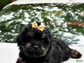 Mini Aussiedoodle dogs for sale: Mini Aussiedoodle Puppy 1 - Ad 3