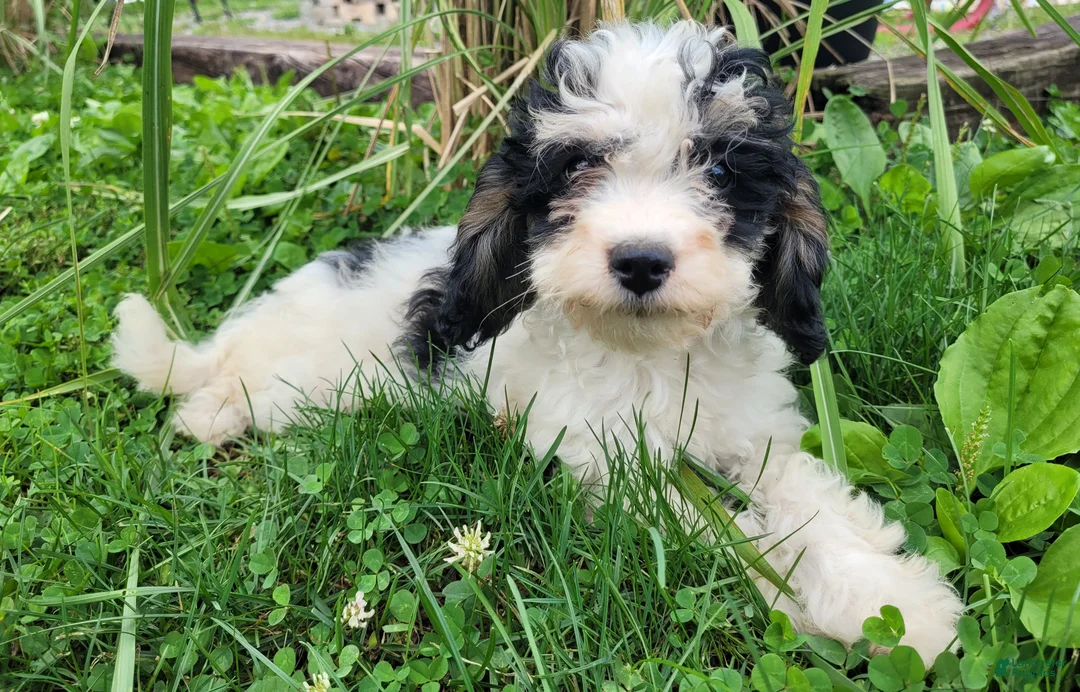 Cavapoo dogs for sale: Rosie - Ad 1