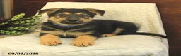 German Shepherd dogs for sale: Maverick - Ad 3