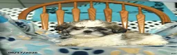 Shih Tzu dogs for sale: Star - Ad 3