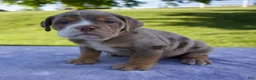 Beabull dogs for sale: Toby - Ad 4