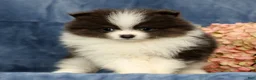 Pomeranian dogs for sale: Lucas Blue and White - Ad 3