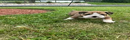 English Bulldog dogs for sale: Becca - Ad 10