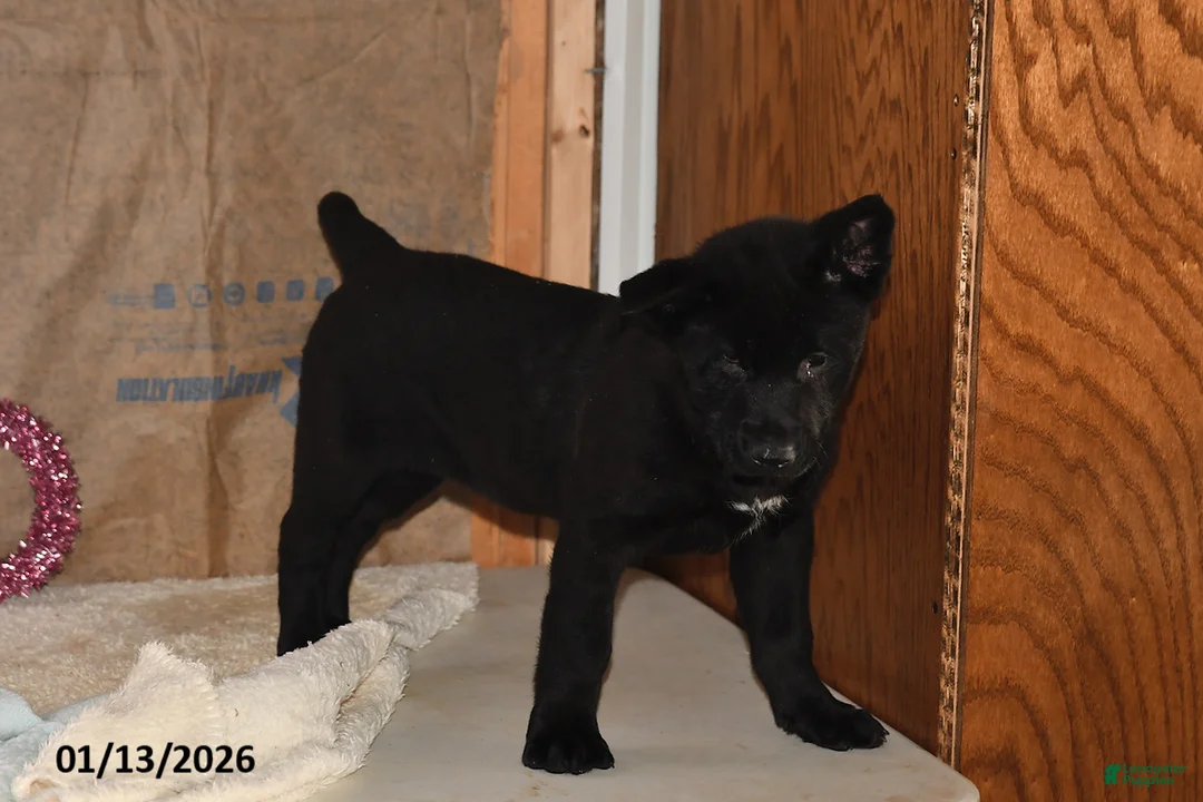 Belgian Malinois dogs for sale: Chase - Ad 3