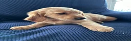 Mixed Breed dogs for sale: Mixed Breed Puppy 2 brown collar  - Ad 3