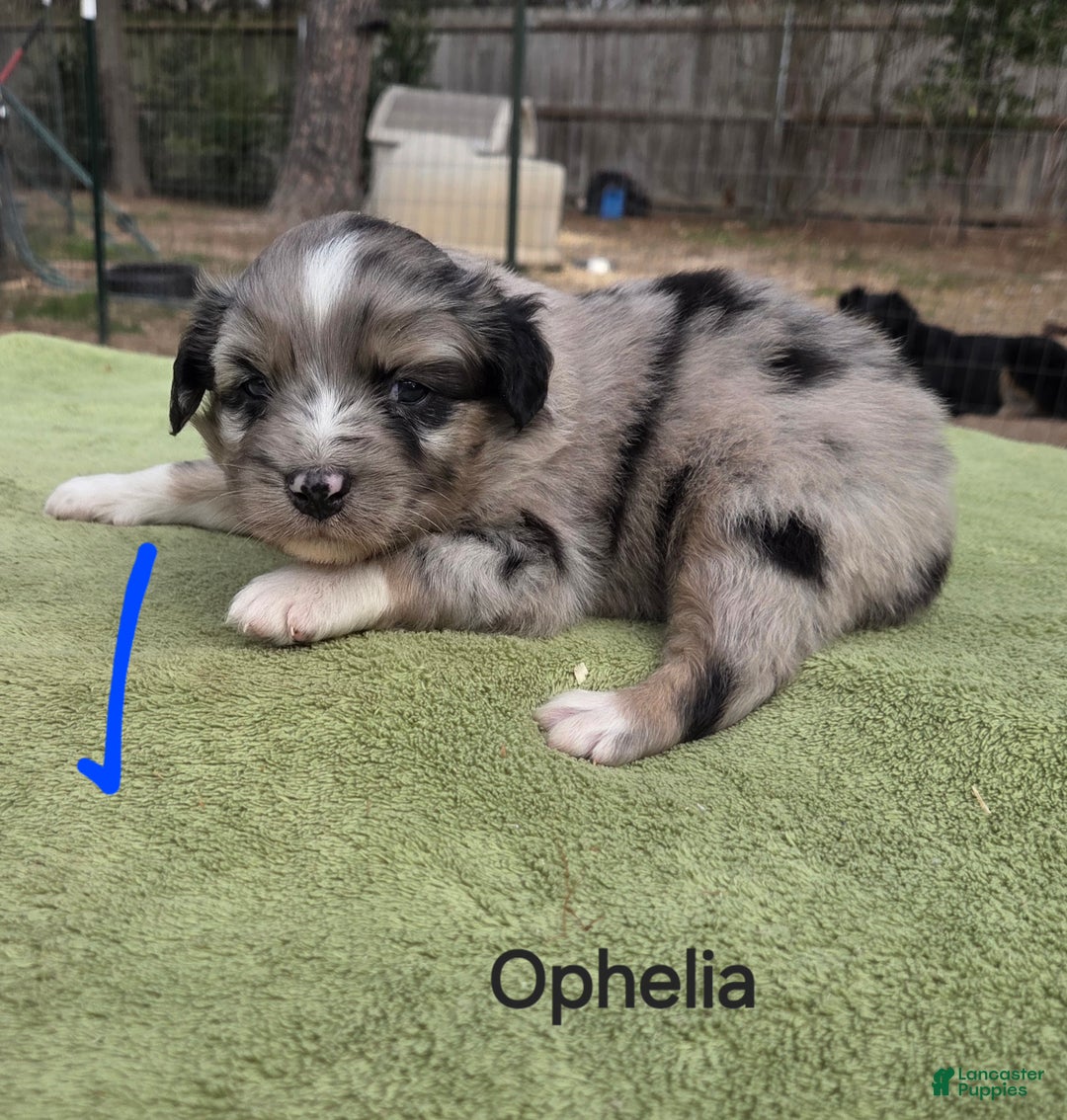 Australian Shepherd dogs for sale: Ophelia - Ad 2
