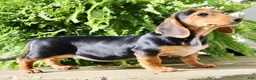 Miniature Dachshund dogs for sale: Marla - Ad 3