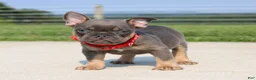 French Bulldog dogs for sale: Brock - Ad 1
