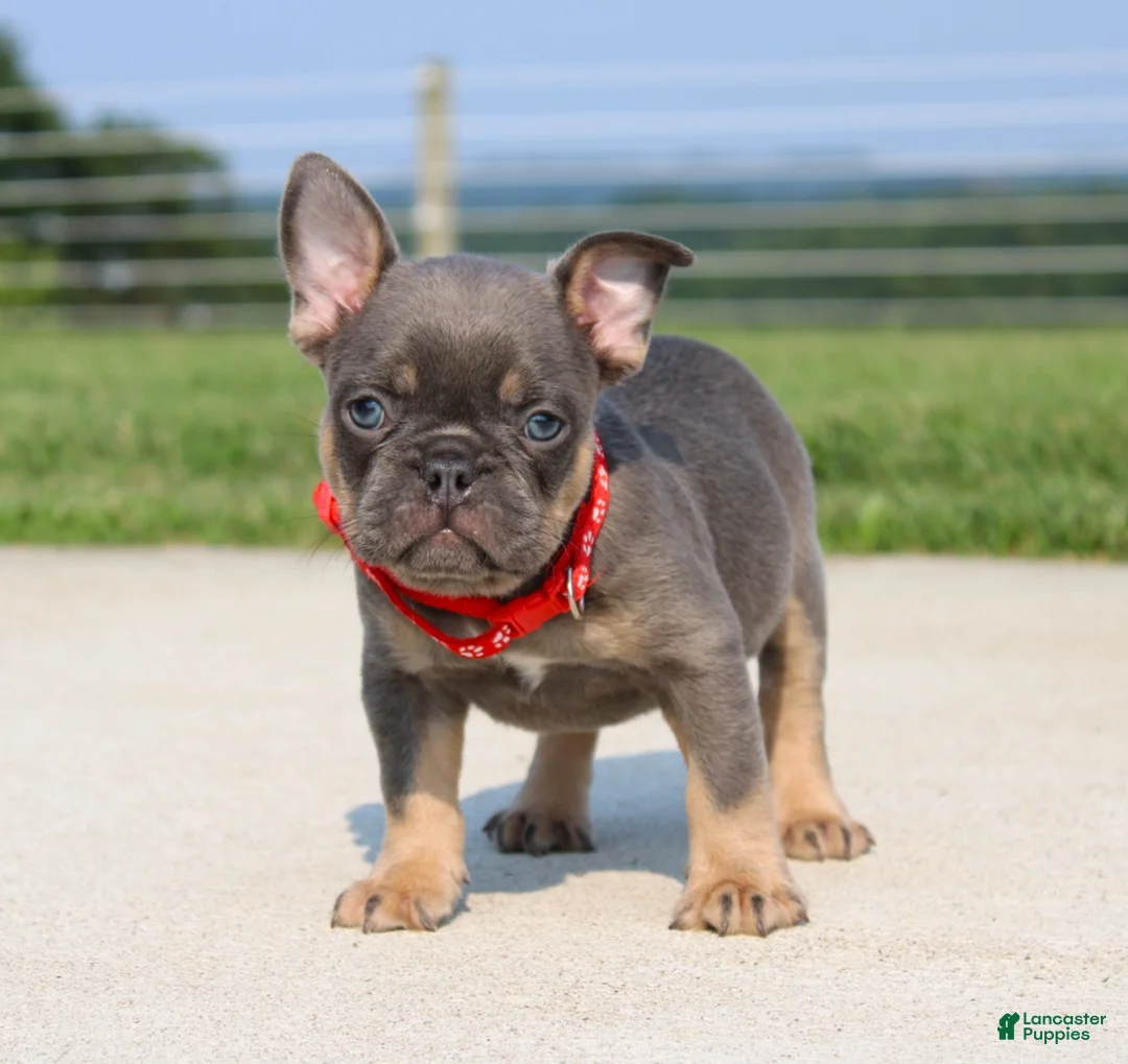 French Bulldog dogs for sale: Brock - Ad 1