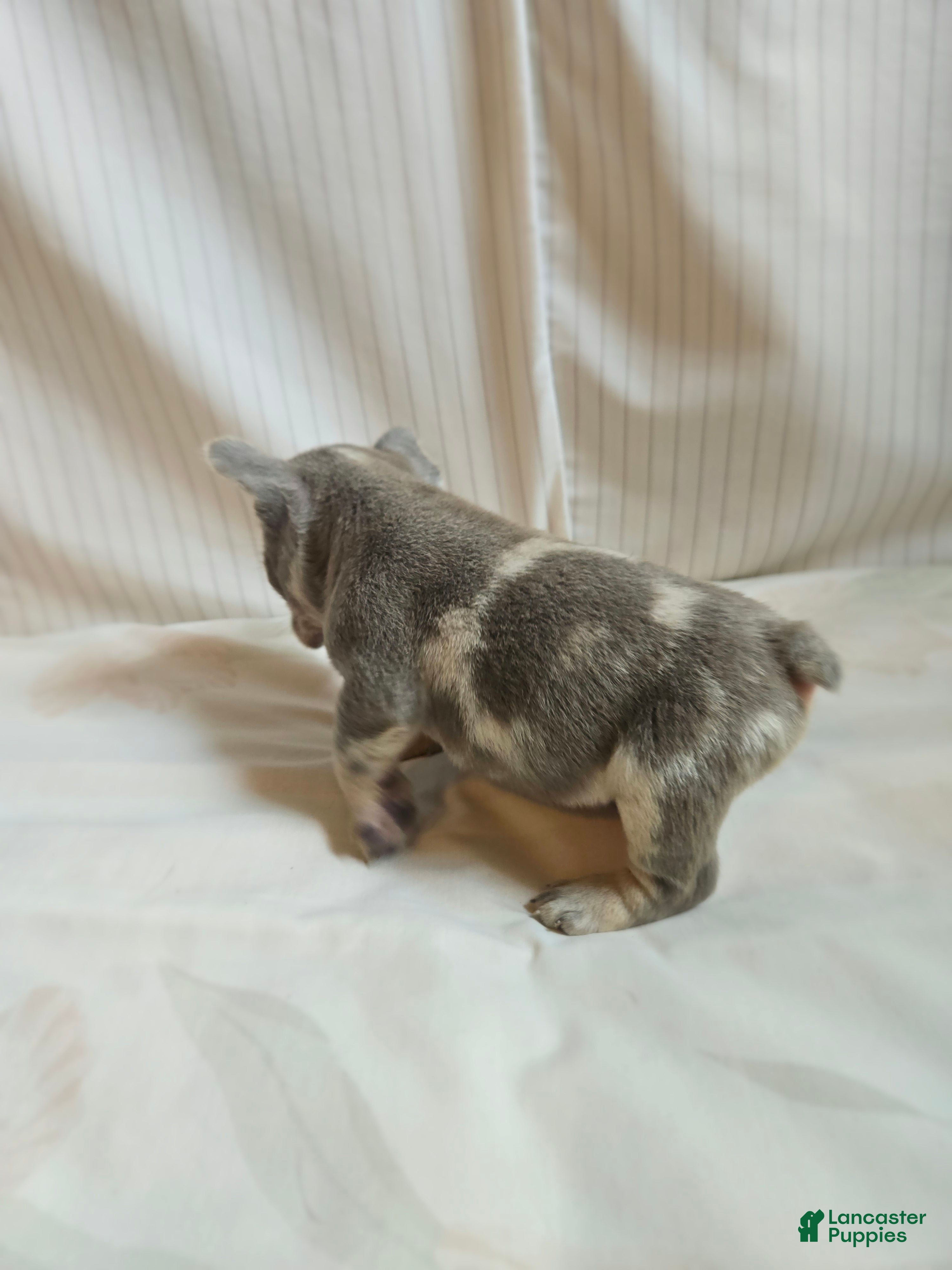 French Bulldog dogs for sale: Berlin - Ad 3
