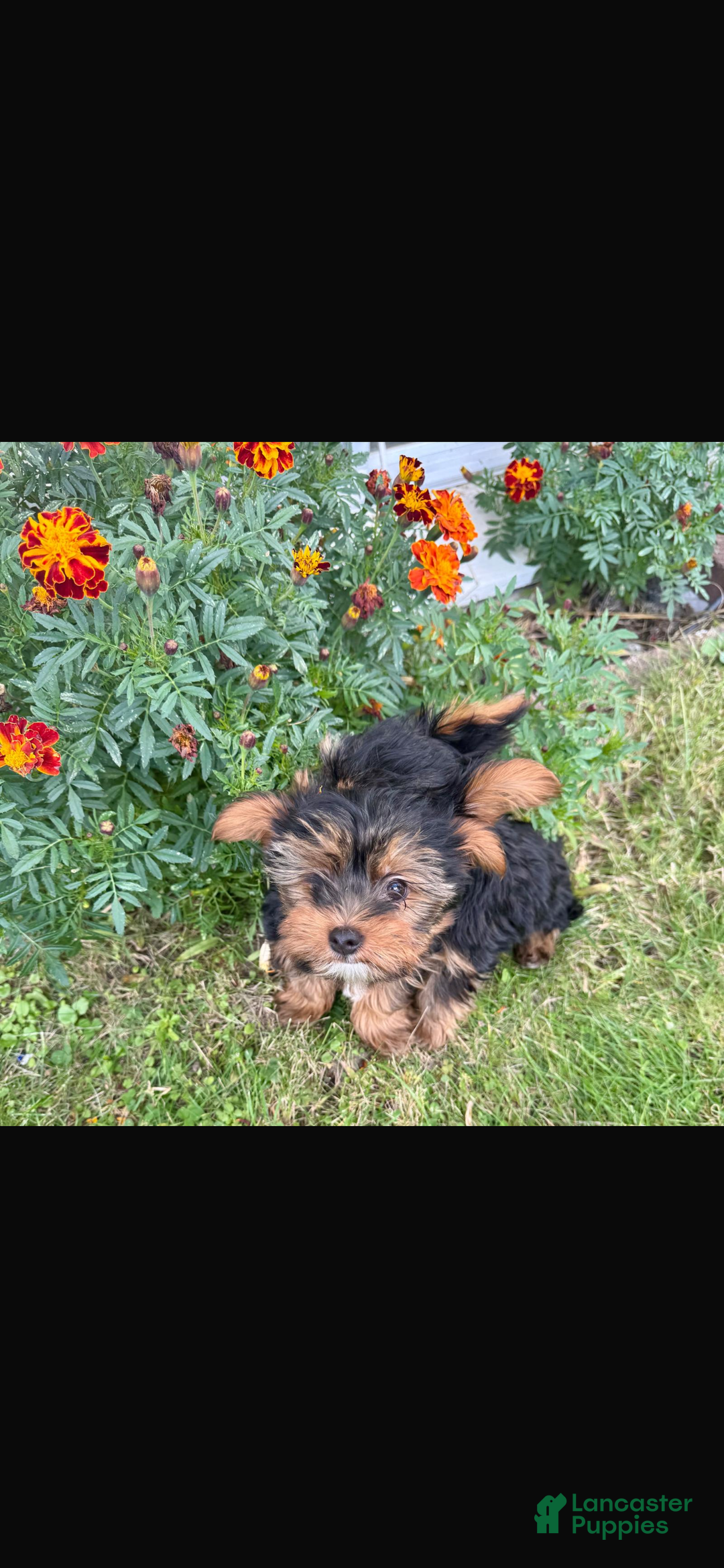Yorkshire Terrier dogs for sale: Yorkshire Terrier Puppy 2  - Ad 3