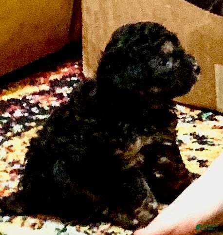 Toy Poodle dogs Phantom - Ad 1