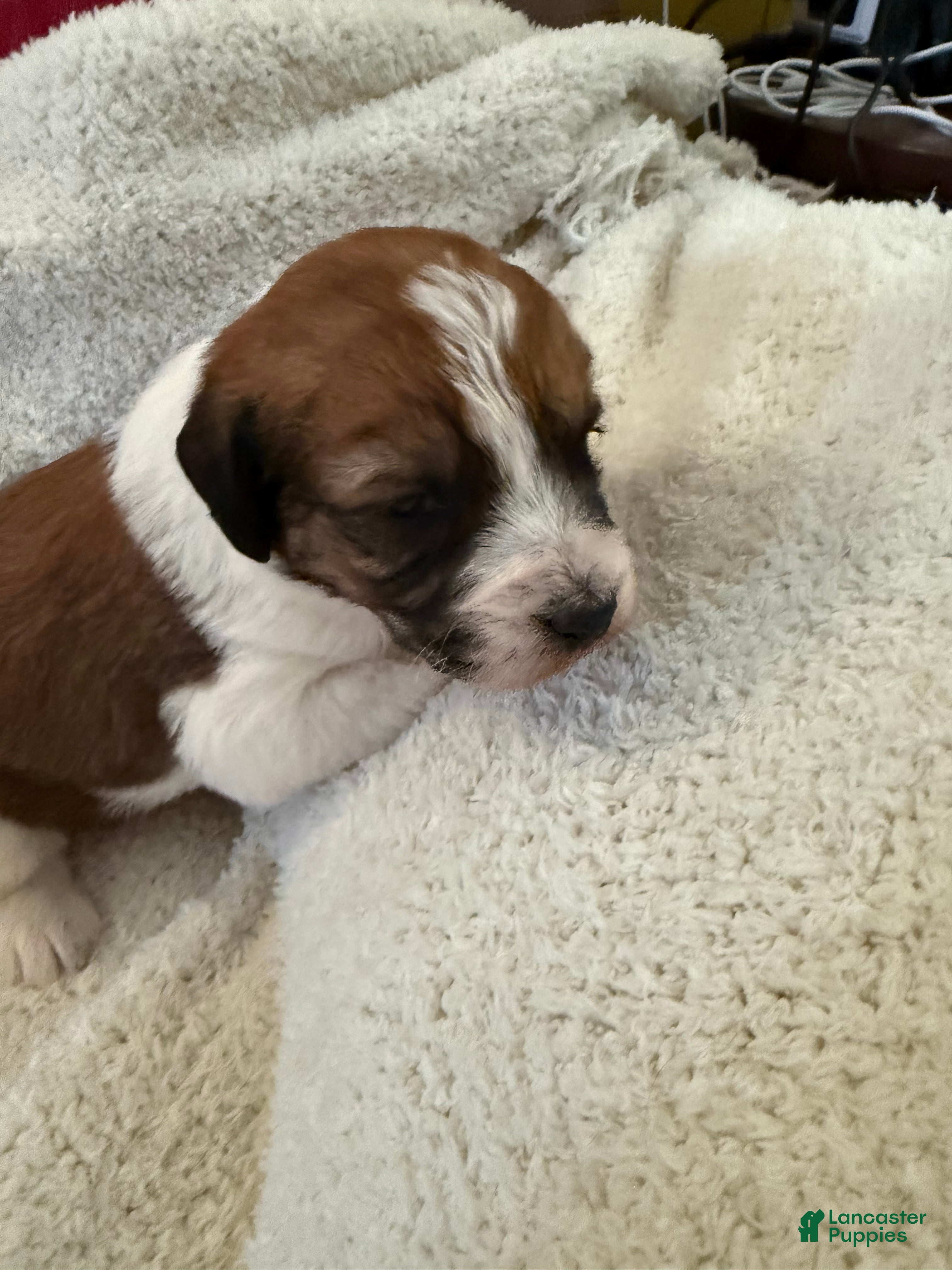 Mixed Breed dogs Andy - Ad 23