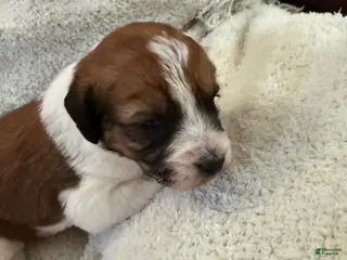 Mixed Breed dogs Andy - Ad 15