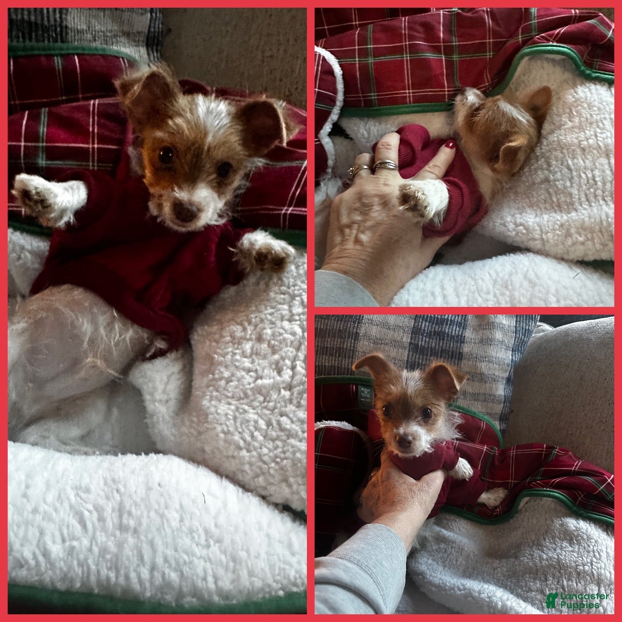 Yorkshire Terrier dogs AKC Cash - Ad 3