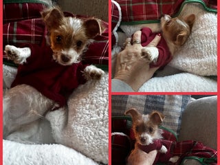 Yorkshire Terrier dogs AKC Cash - Ad 39