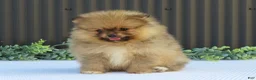 Pomeranian dogs for sale: Peanut 🩵🐾 - Ad 9