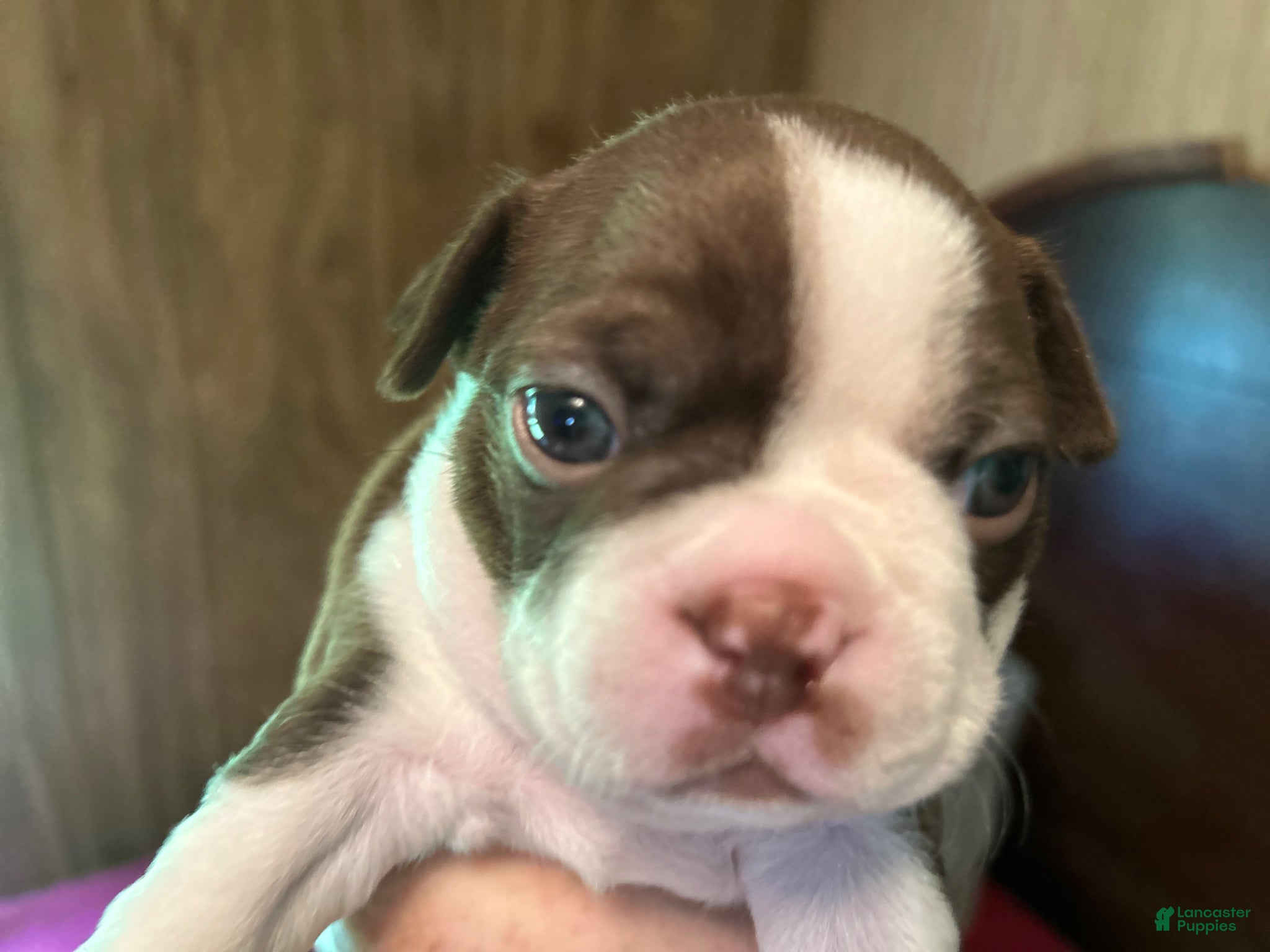 Boston Terrier dogs Lu - Lu - Ad 2