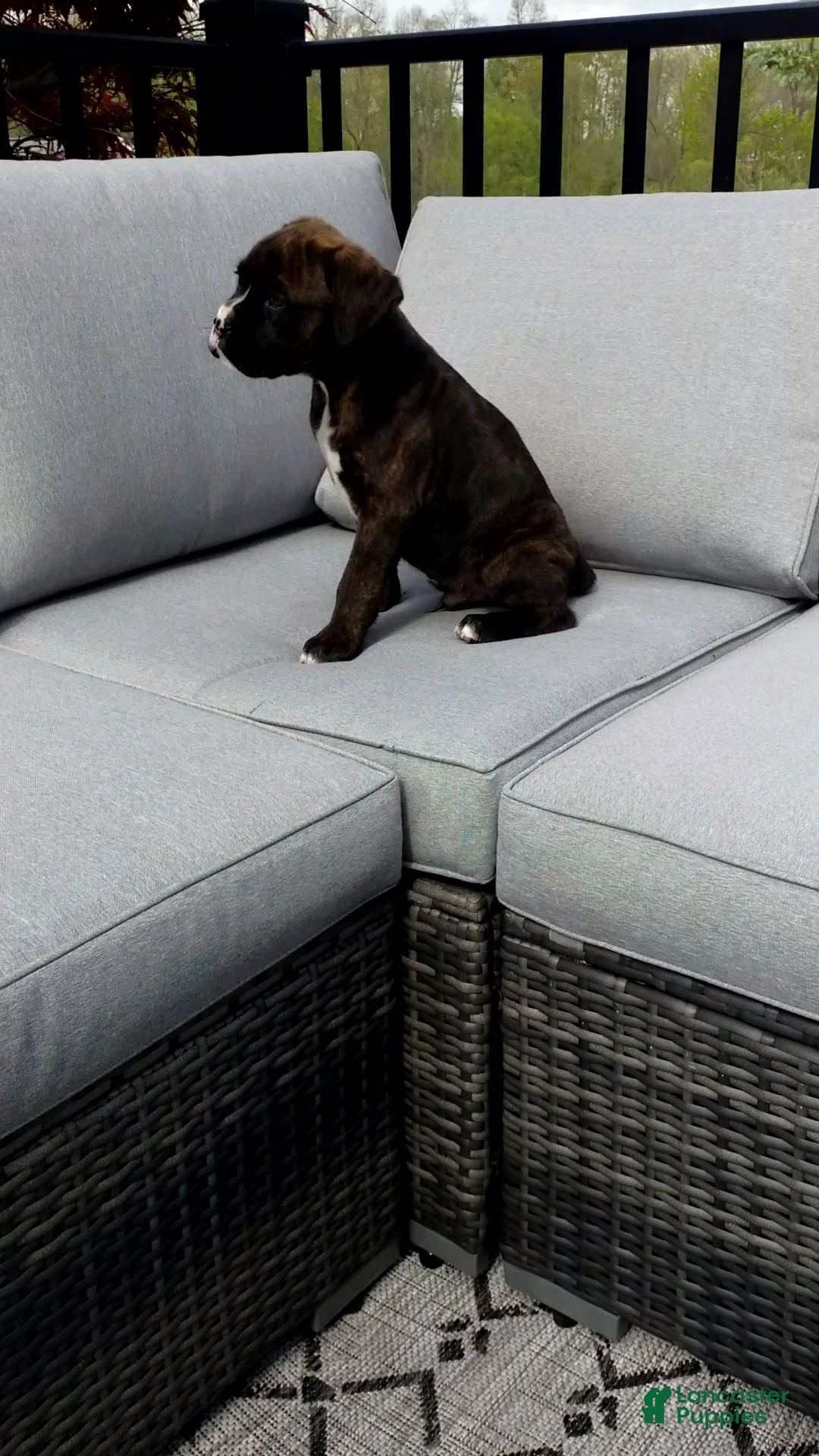 Boxer dogs for sale: Baxter - Ad 2