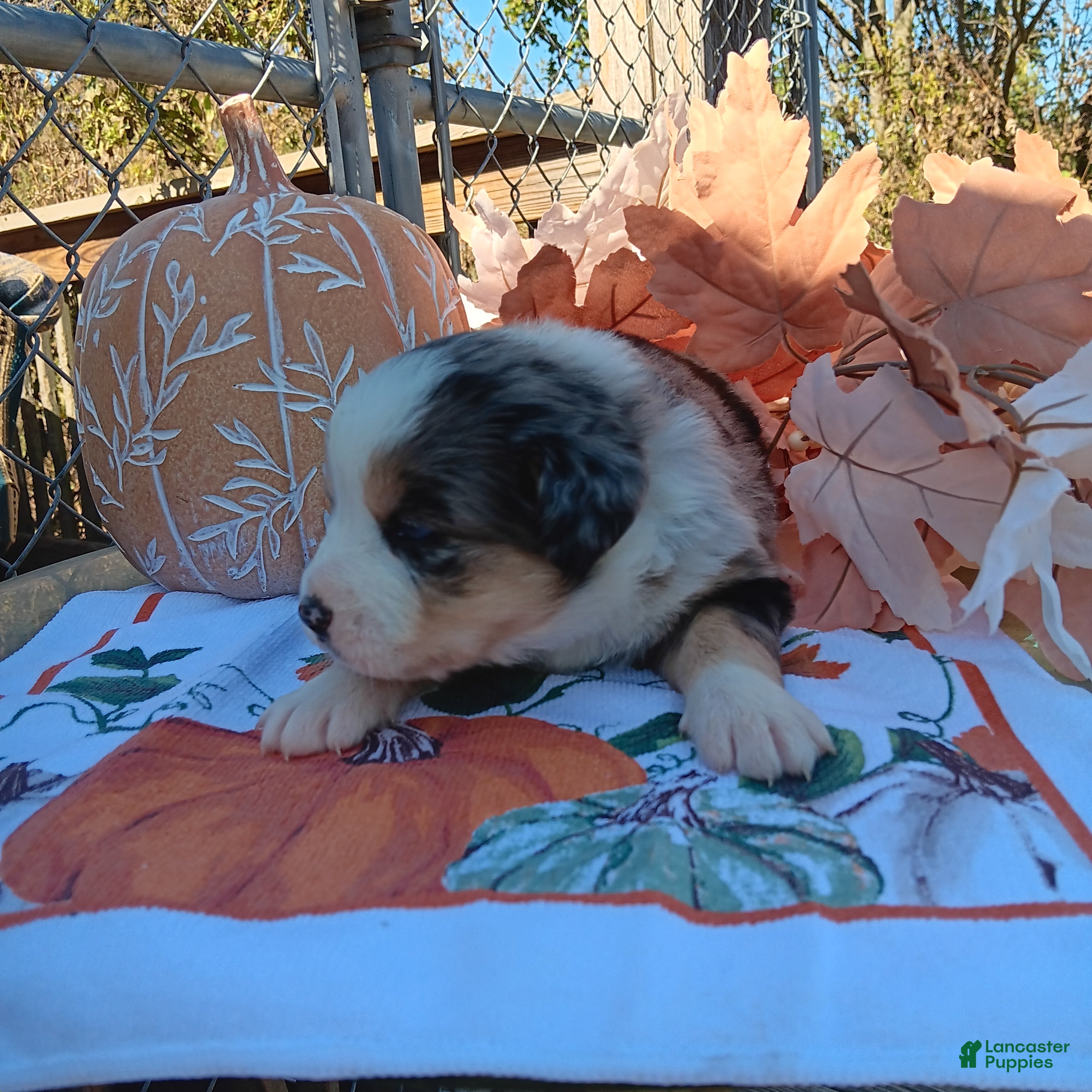 Australian Shepherd dogs heide - Ad 23